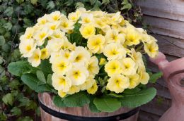 Polyanthus Stella Banana Cream (1402)